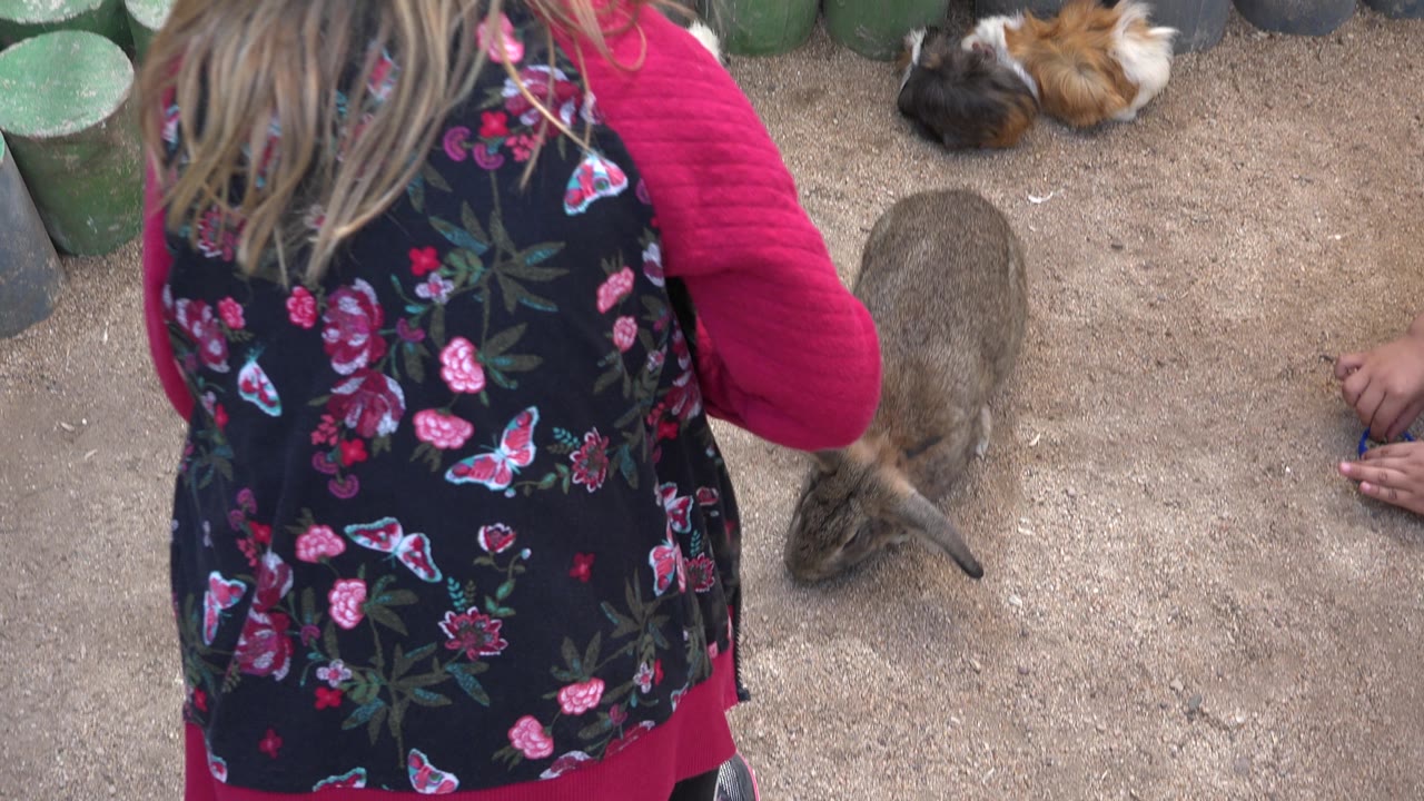 The girl remains in the foreground as the brown rabbit faces small hands holding food on the dirt floor of the Cabo San Lucas animal area.