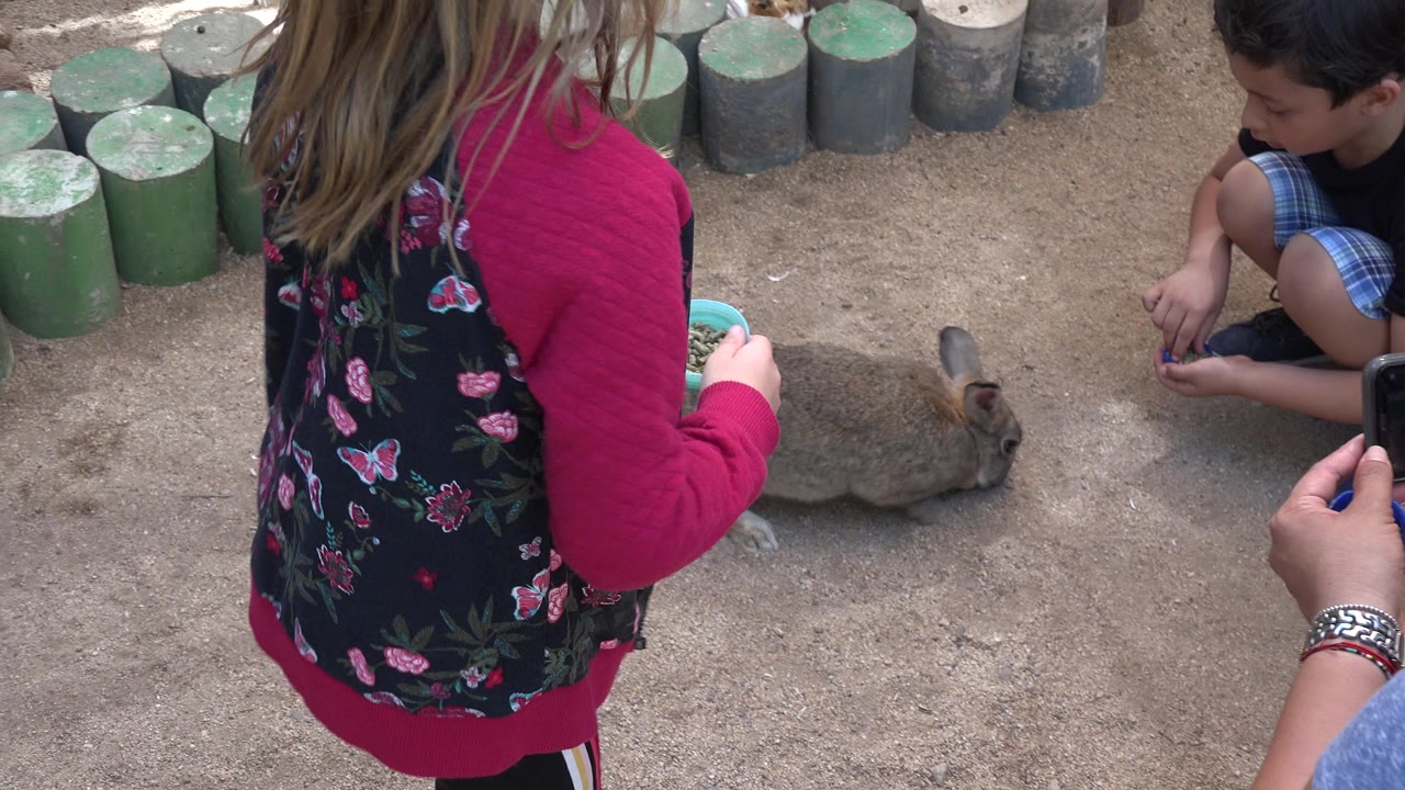 Children near a small rabbit inside a dirt animal enclosure.