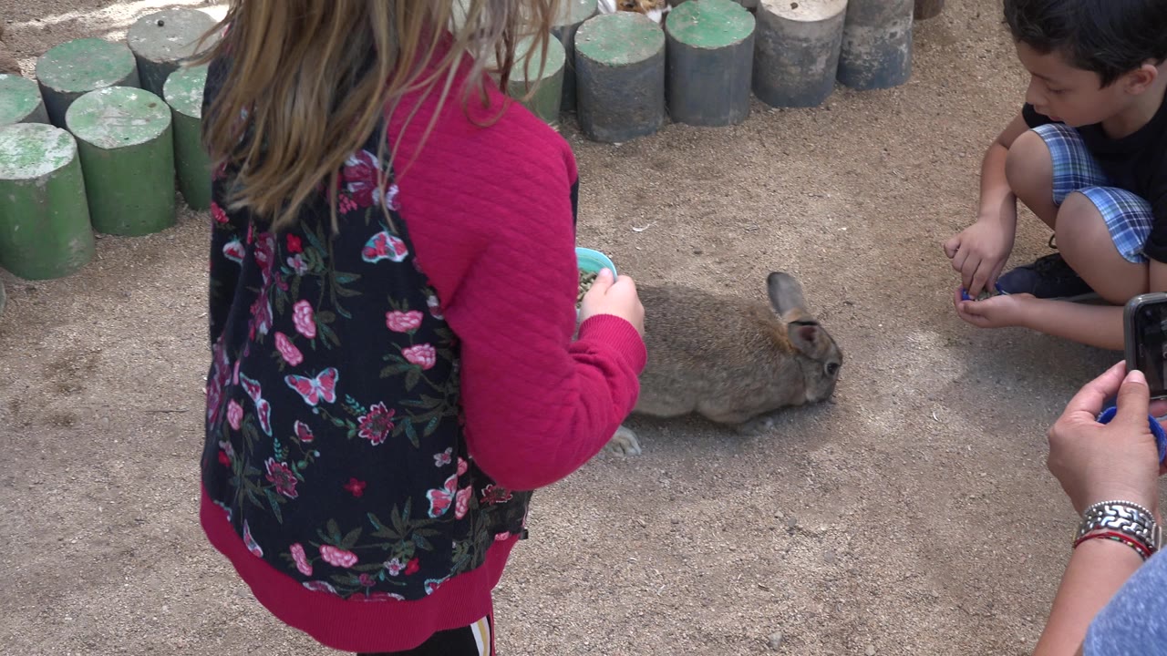 In Cabo San Lucas, Mexico, the rabbit remains on the dirt floor as the girl stands close with a cup and the boy crouches beside the green and gray log edging.