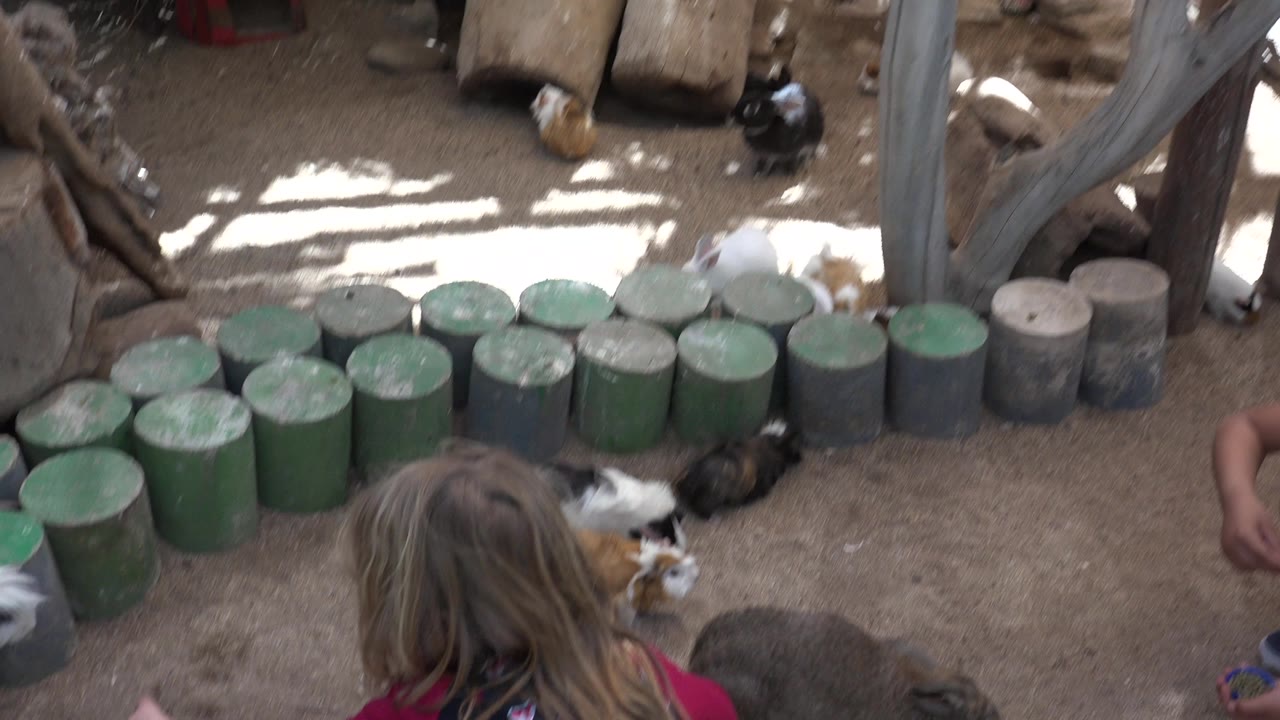 A child seen from behind crouches in a sandy animal enclosure in Cabo San Lucas, Mexico, with small animals near green cut log edging and wooden posts.