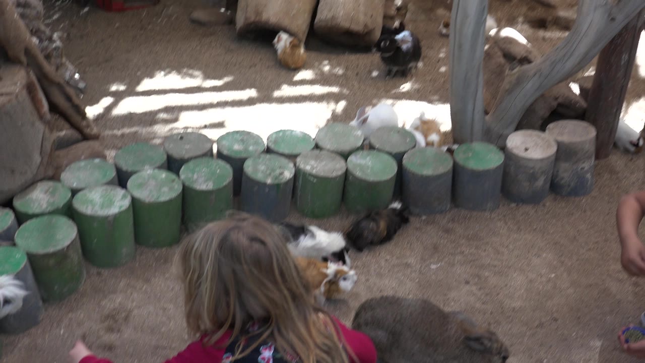 The child leans closer toward a white long-haired animal and a brown animal on sandy ground in Cabo San Lucas, Mexico.