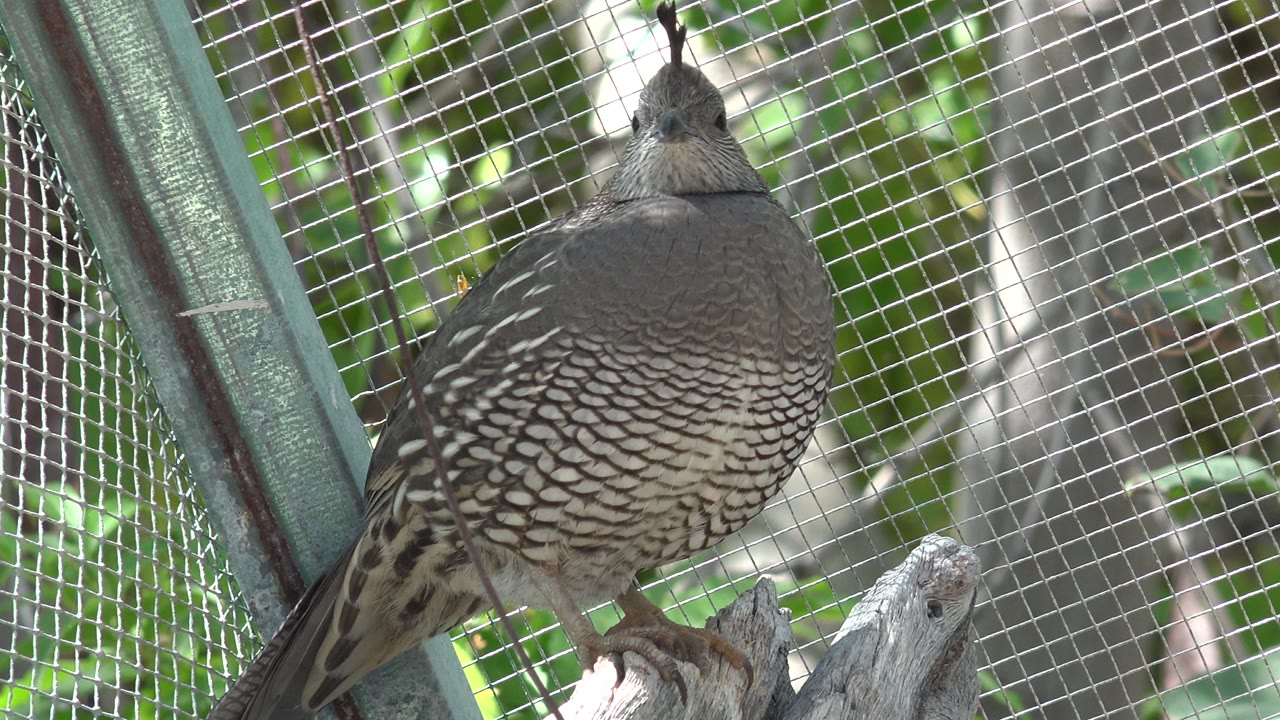 At 0:00, a plump gray-brown bird perches on rough wood inside a wire mesh zoo enclosure in Cabo San Lucas, Mexico, with green foliage behind it and no visible people.