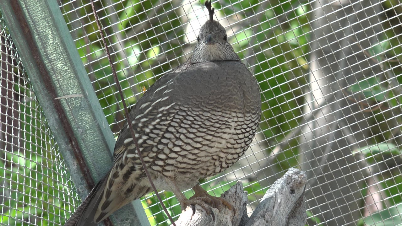 At 0:01, the bird remains centered on the wooden perch behind the square cage mesh in Cabo San Lucas, Mexico, with its head facing the camera and no visible people.