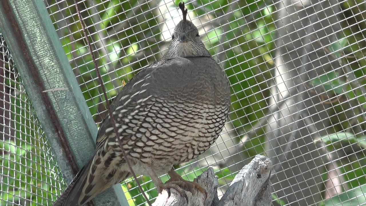 Close bird perch view with wire mesh and green background.