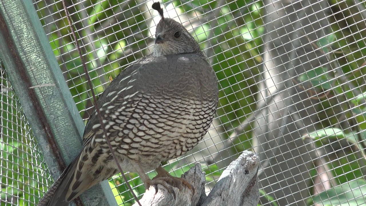 A crested gray and brown bird perches on a branch behind wire mesh in Cabo San Lucas, Mexico, with green foliage behind it and no visible people.