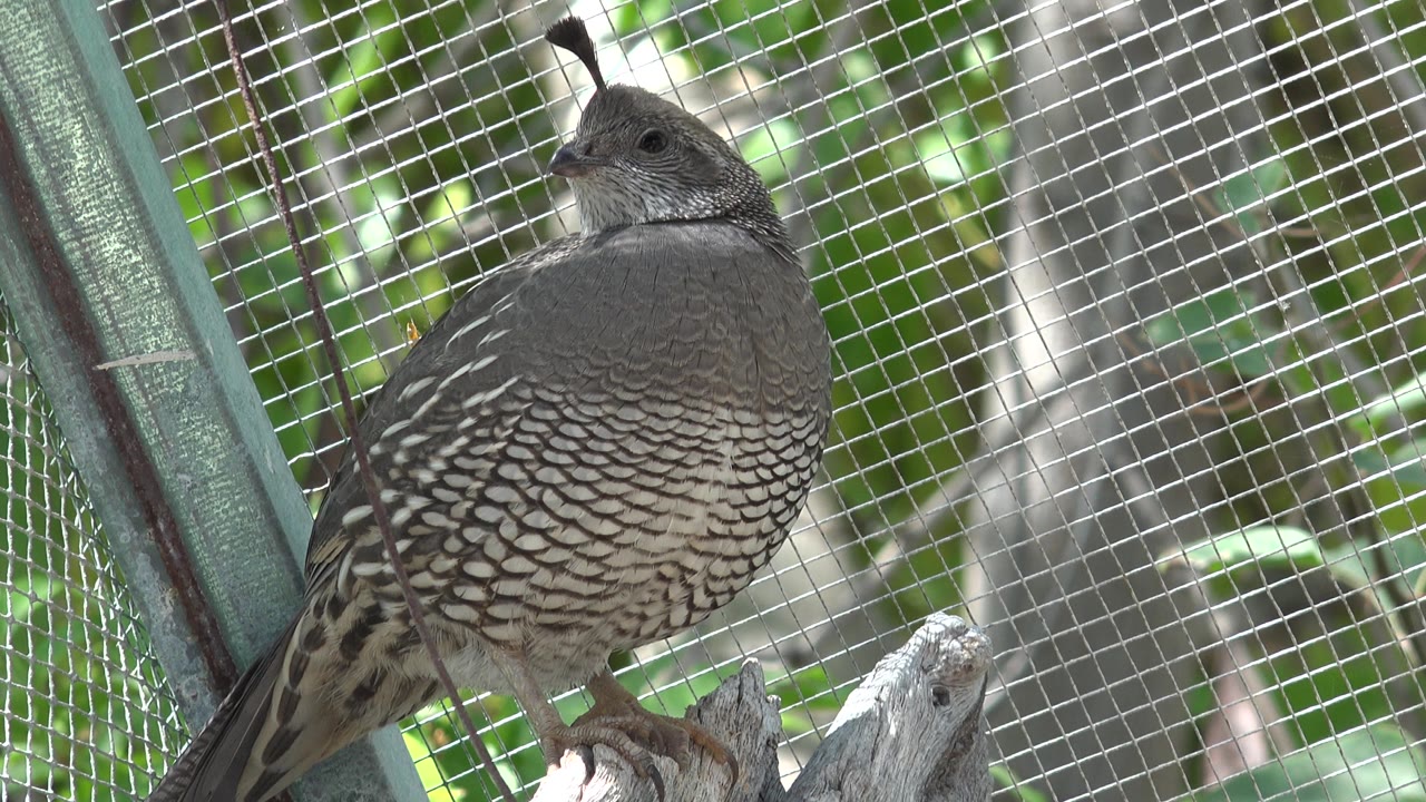 Crested bird turned slightly behind wire grid