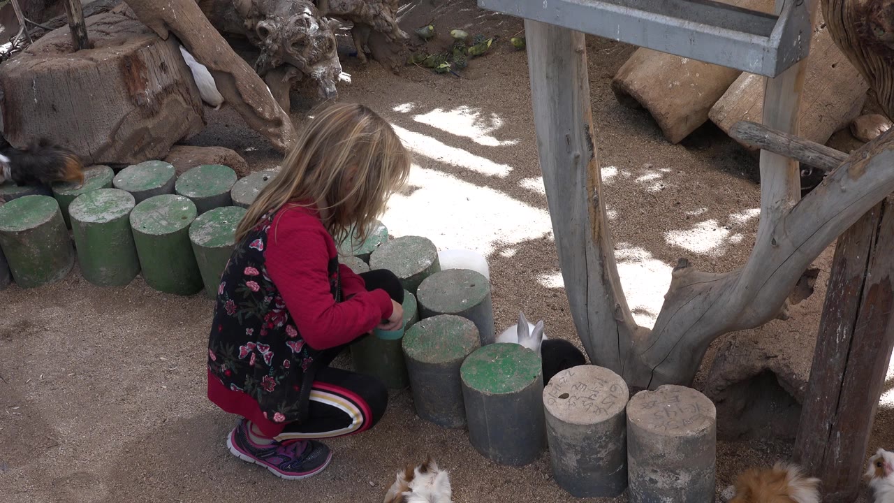 A young girl in Cabo San Lucas crouches near green cut-log stools, a bowl, dirt ground, and a partially visible small animal at the bottom edge.