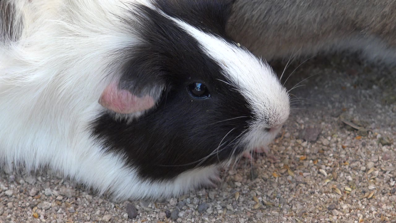 Black and white guinea pig eating on sandy gravel.