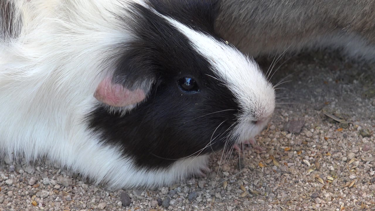 The guinea pig remains in close side profile in Cabo San Lucas, Mexico, with its black face patch, white blaze, and no visible people.