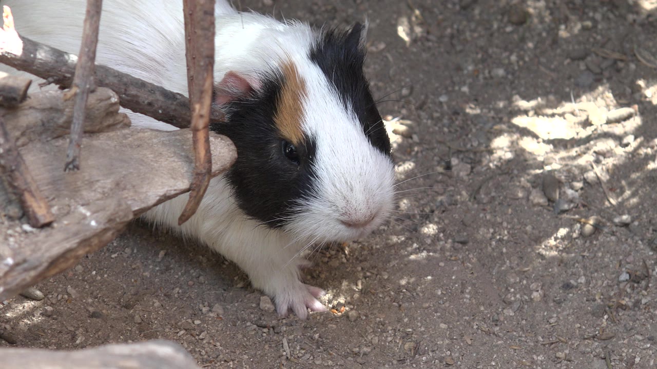 A small black, white, and tan guinea-pig-like animal stands near sticks on dusty ground in Cabo San Lucas, Mexico, with dappled light and no visible people.