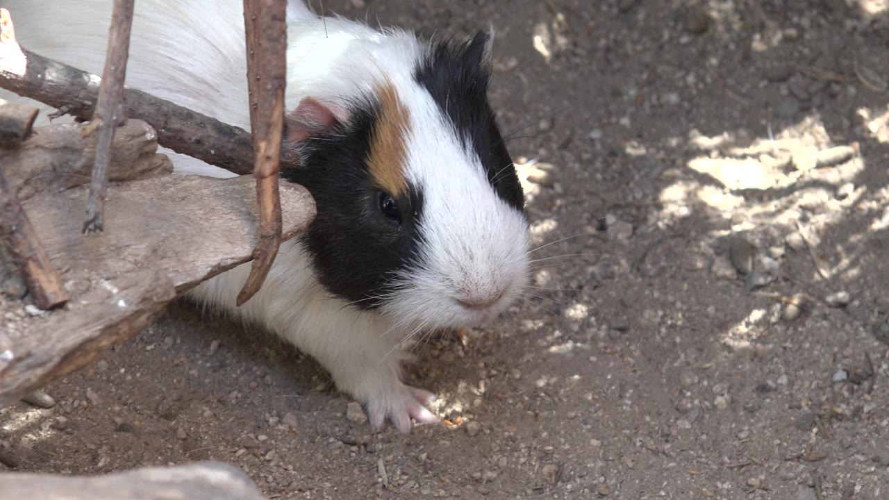 The small black, white, and tan animal faces toward the camera on pebbled dirt in Cabo San Lucas, Mexico, with dry twigs nearby and no visible people.