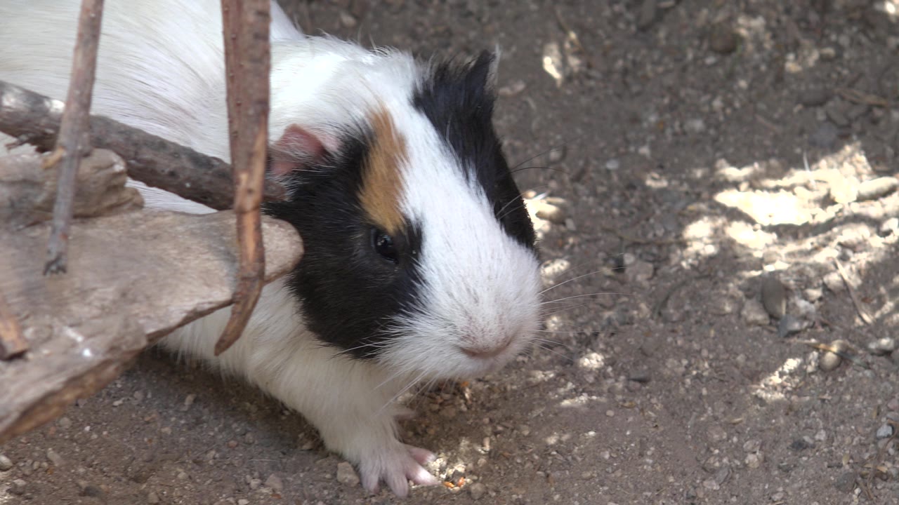 Small animal near the right edge under patchy shade.