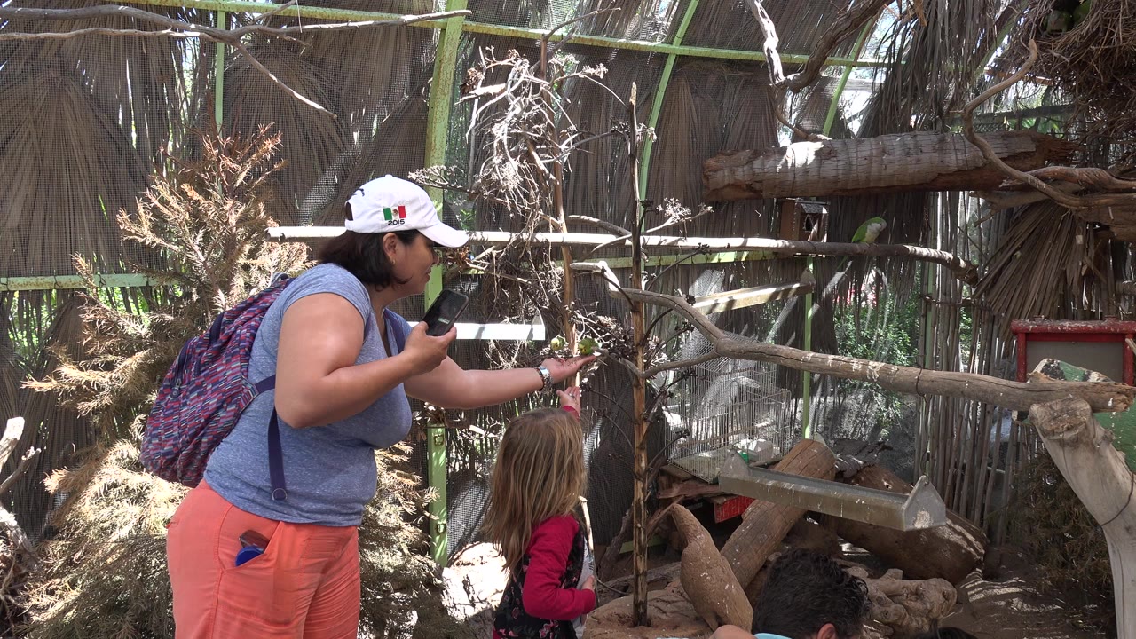 Adult and child stand beside a bird enclosure while green birds perch near a hand.