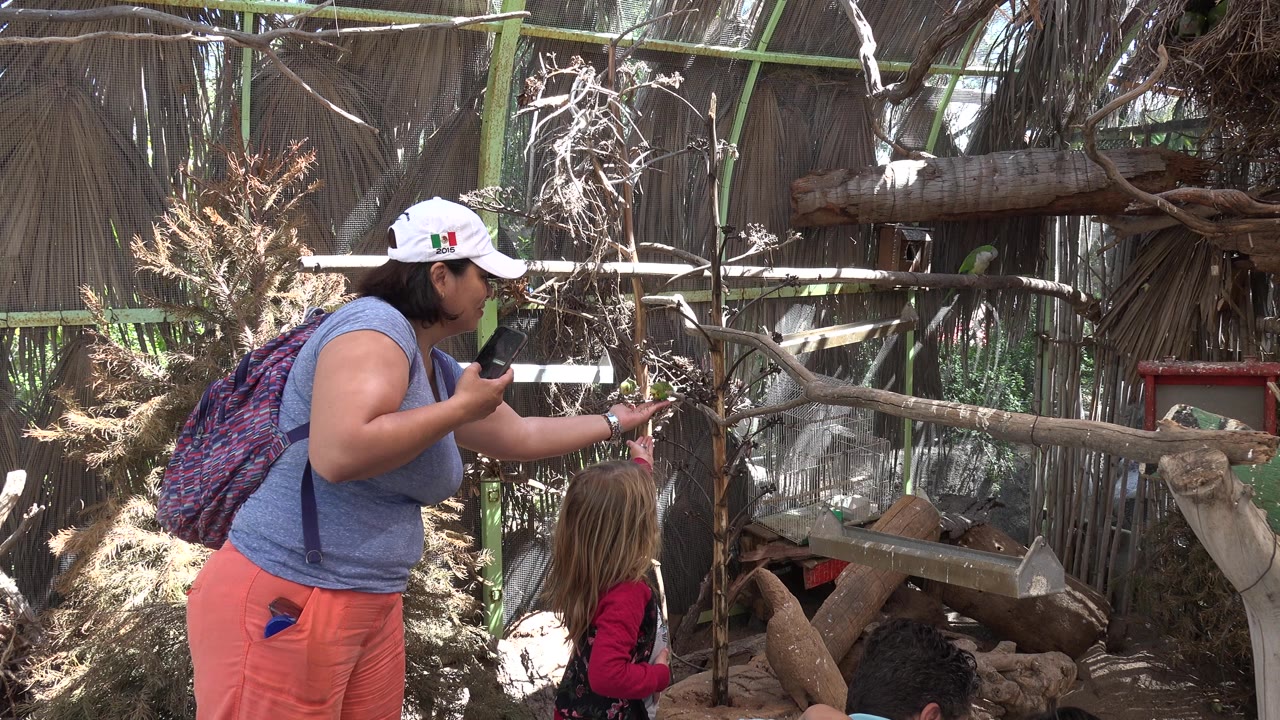 One second into the Cabo San Lucas footage, the adult leans toward two green birds on a branch while the child stands below the branch line inside the busy wood-and-mesh setting.