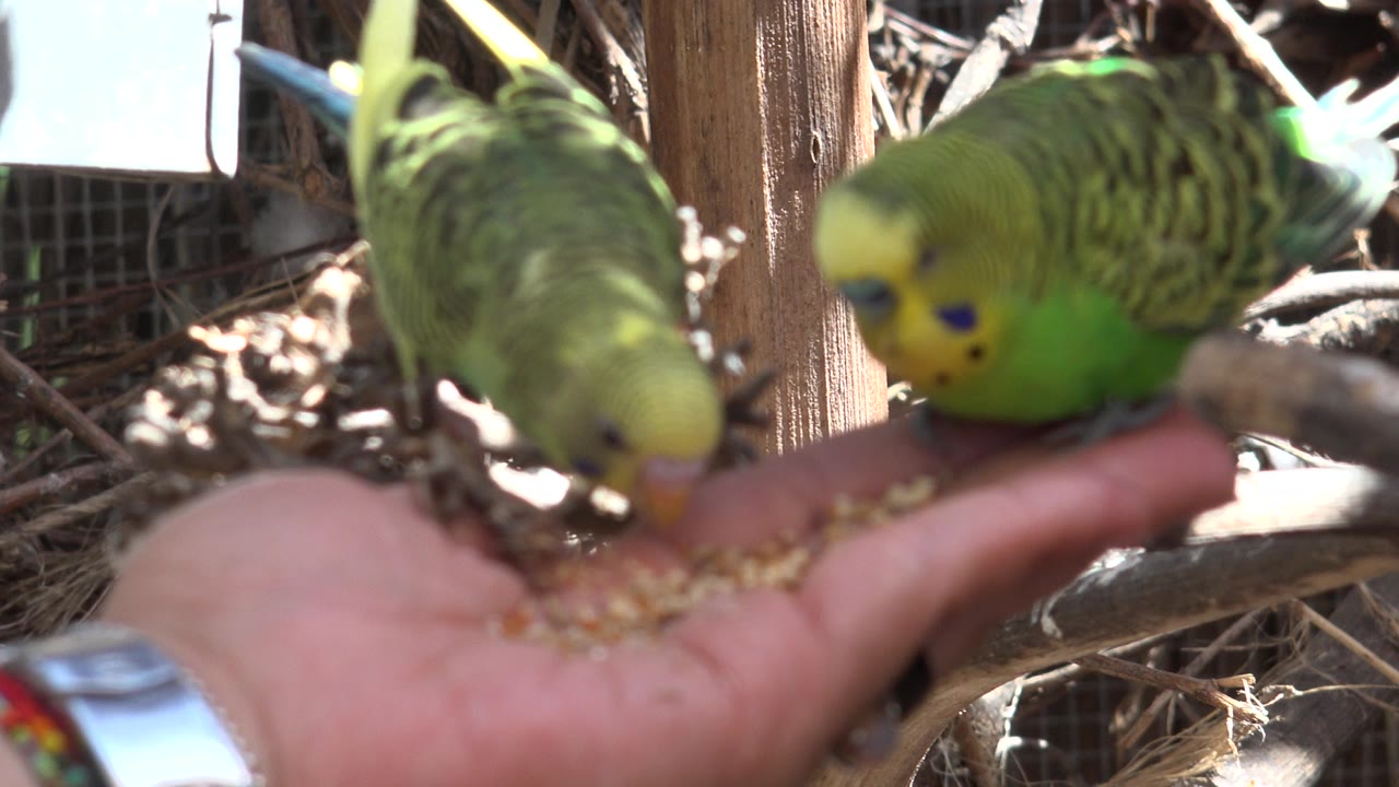 Two lime-green birds lean toward seeds in an open hand inside a cage in Cabo San Lucas, Mexico, with branches and wire behind them and no visible faces.