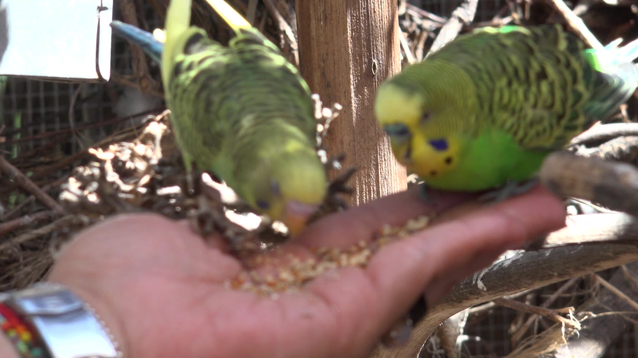 The two green birds continue pecking at seeds in a palm, with one bird blurred nearer the lens and cage structure visible in the bright background.