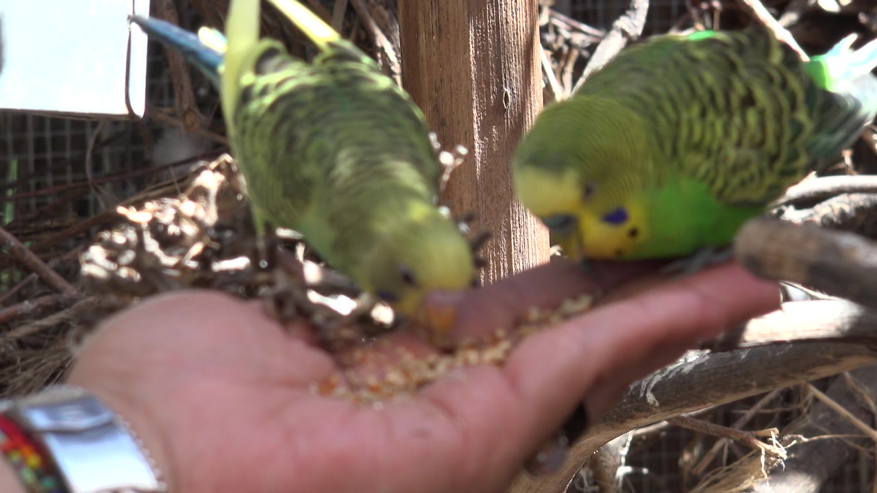 Two green birds feeding beside a wooden post and branches.