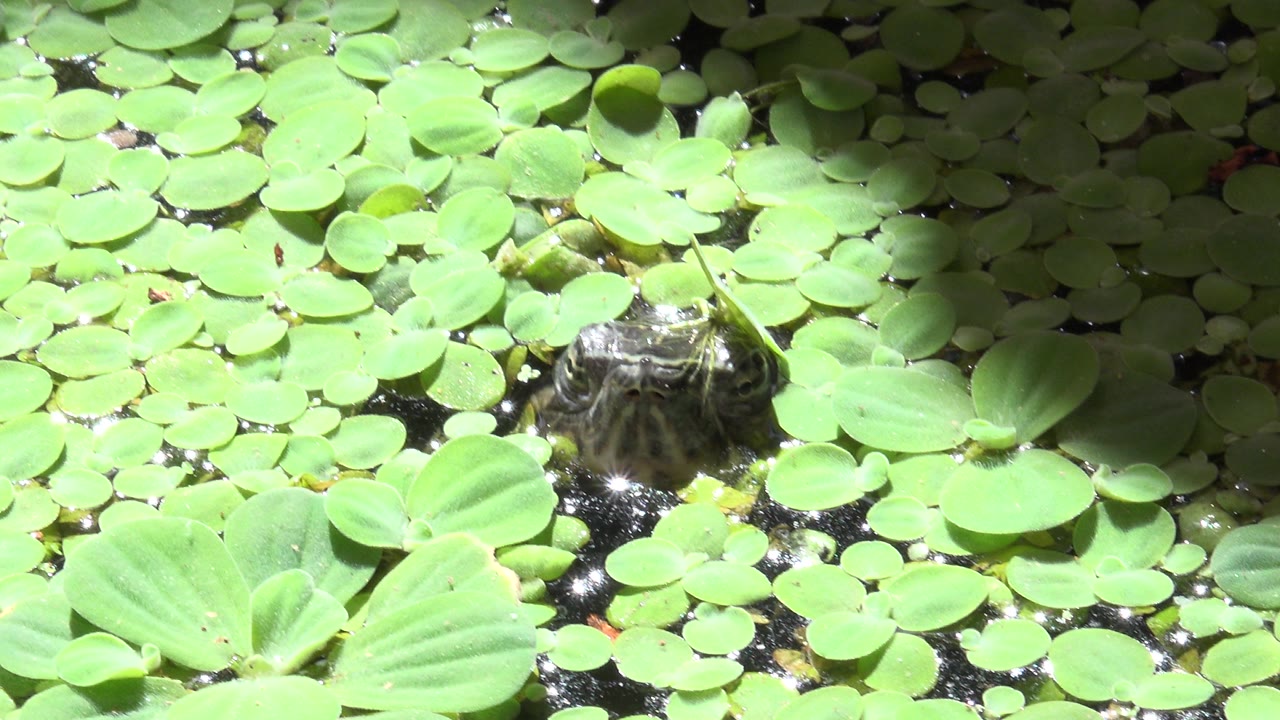 Turtle head among bright green floating leaves.