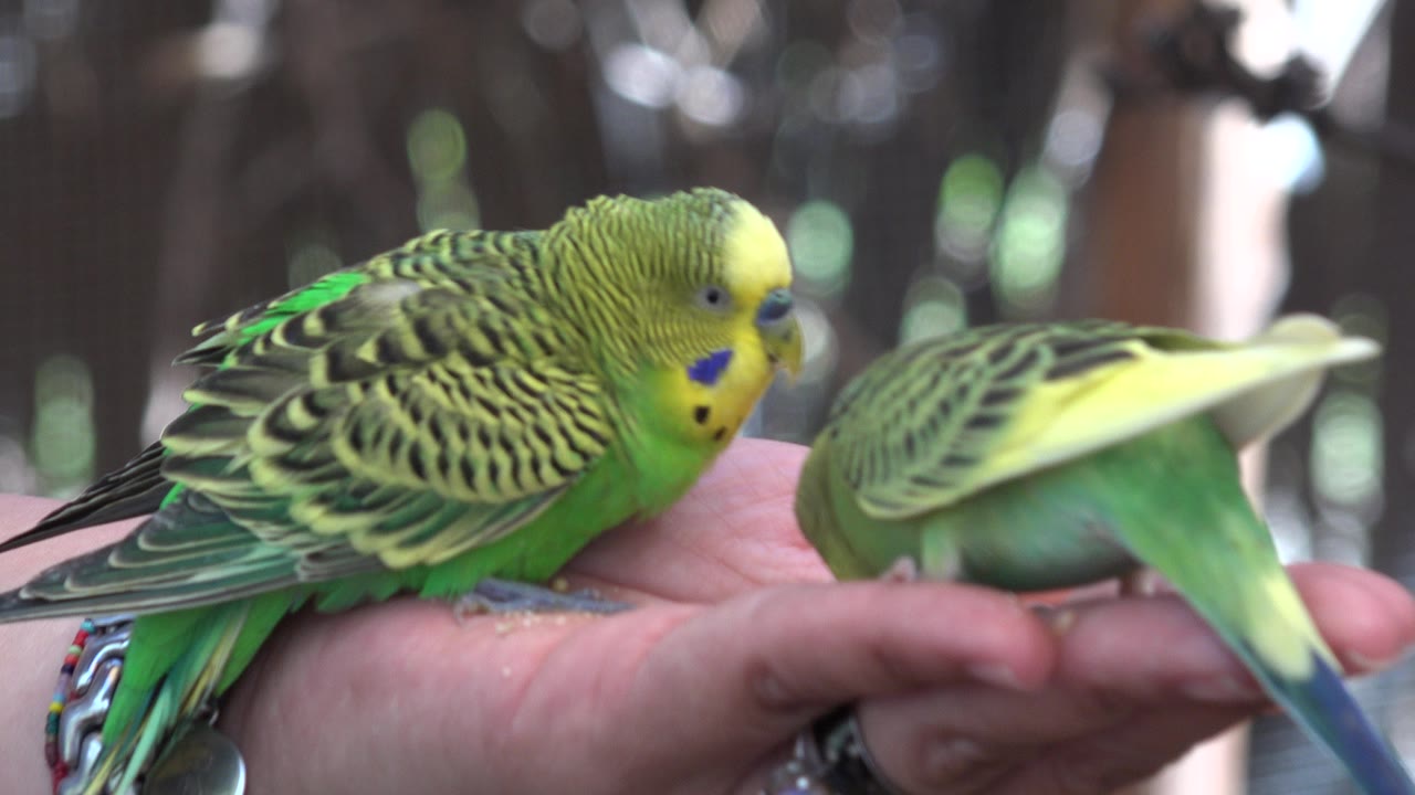 Two small green and yellow birds feed from an open hand in Cabo San Lucas, Mexico, with one bird in sharp side view and the other turned away.