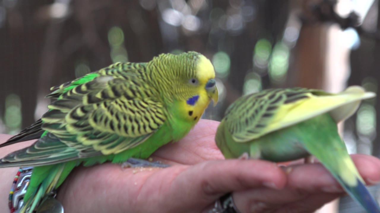 A green and yellow bird faces the camera area while another bird bends toward seeds on a hand in Cabo San Lucas, Mexico.