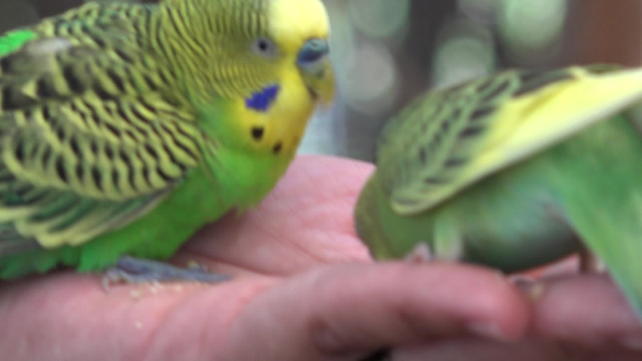 Close view of a green bird beside another bird on a hand.