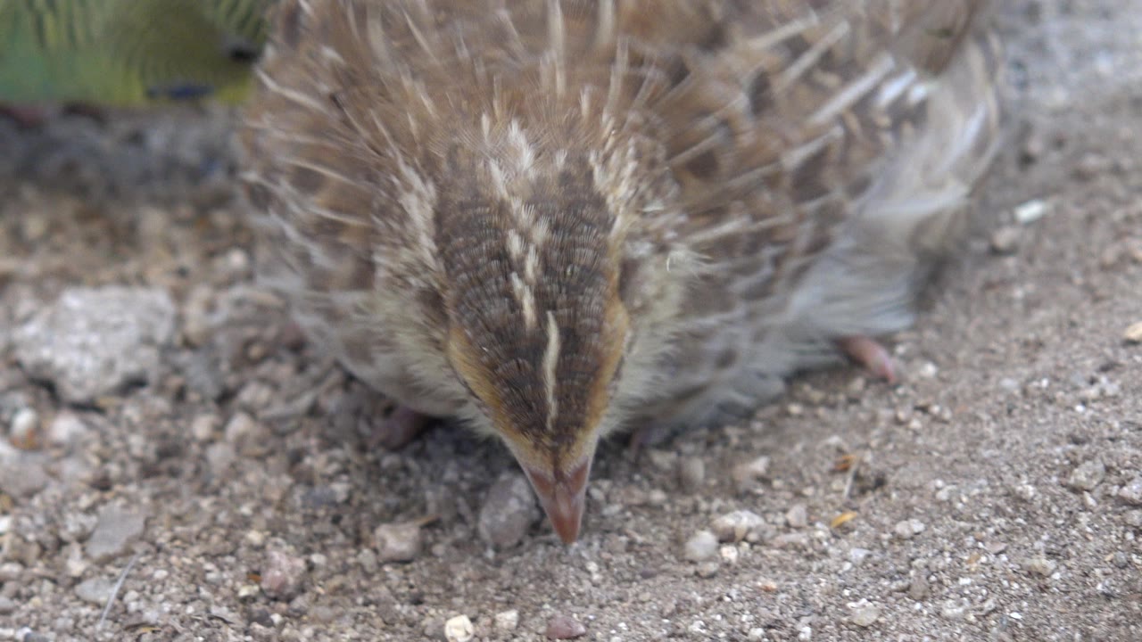 Small brown bird pecking into dusty ground.