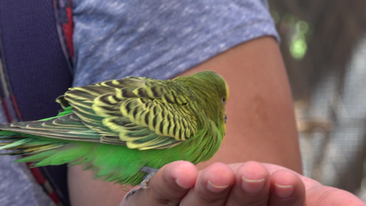 Small green bird leaning over an open hand.