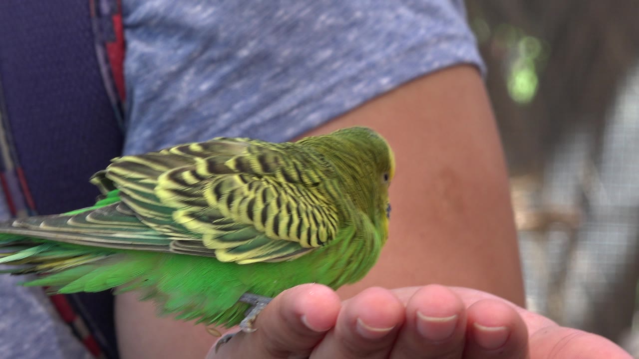 A green bird with patterned yellow and dark wings stays low over the person's fingers in Cabo San Lucas, with the human torso filling the background.