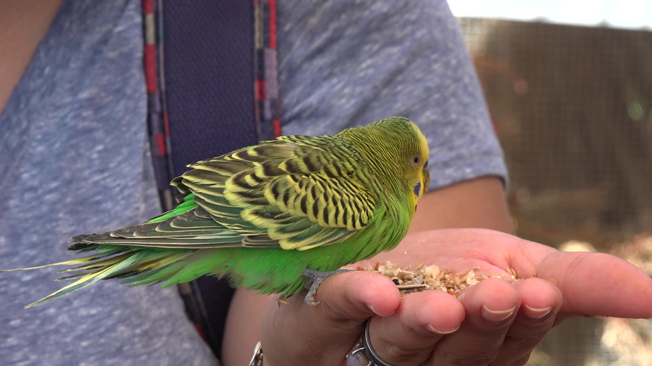 Small green bird eating seed from an open hand.