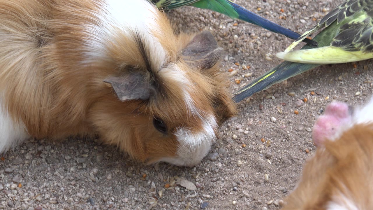 A long-haired brown and white guinea pig fills the left side while green parrots feed near the top of the frame in Cabo San Lucas, Mexico, with no visible people.