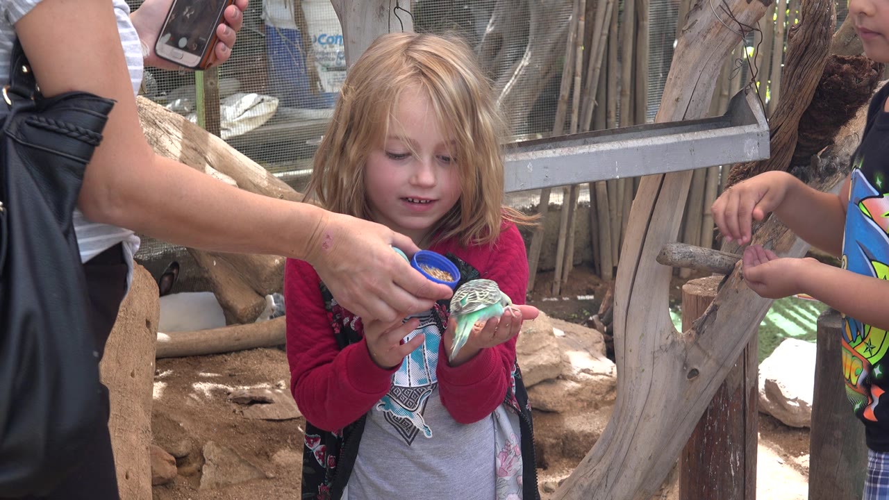 In Cabo San Lucas, Mexico, the adult's arm reaches across the foreground with a blue cup while the young girl watches the small green bird in her hands.