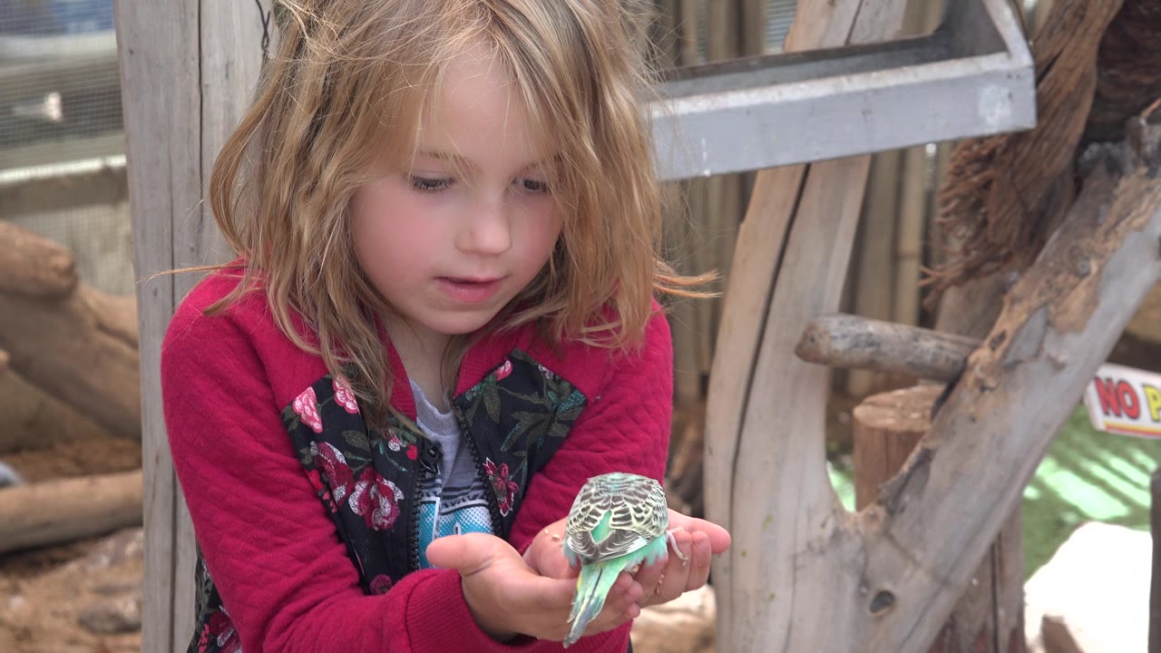 The child remains close to the camera in Cabo San Lucas, watching the small bird in her hands while wooden beams and branches sit behind her.