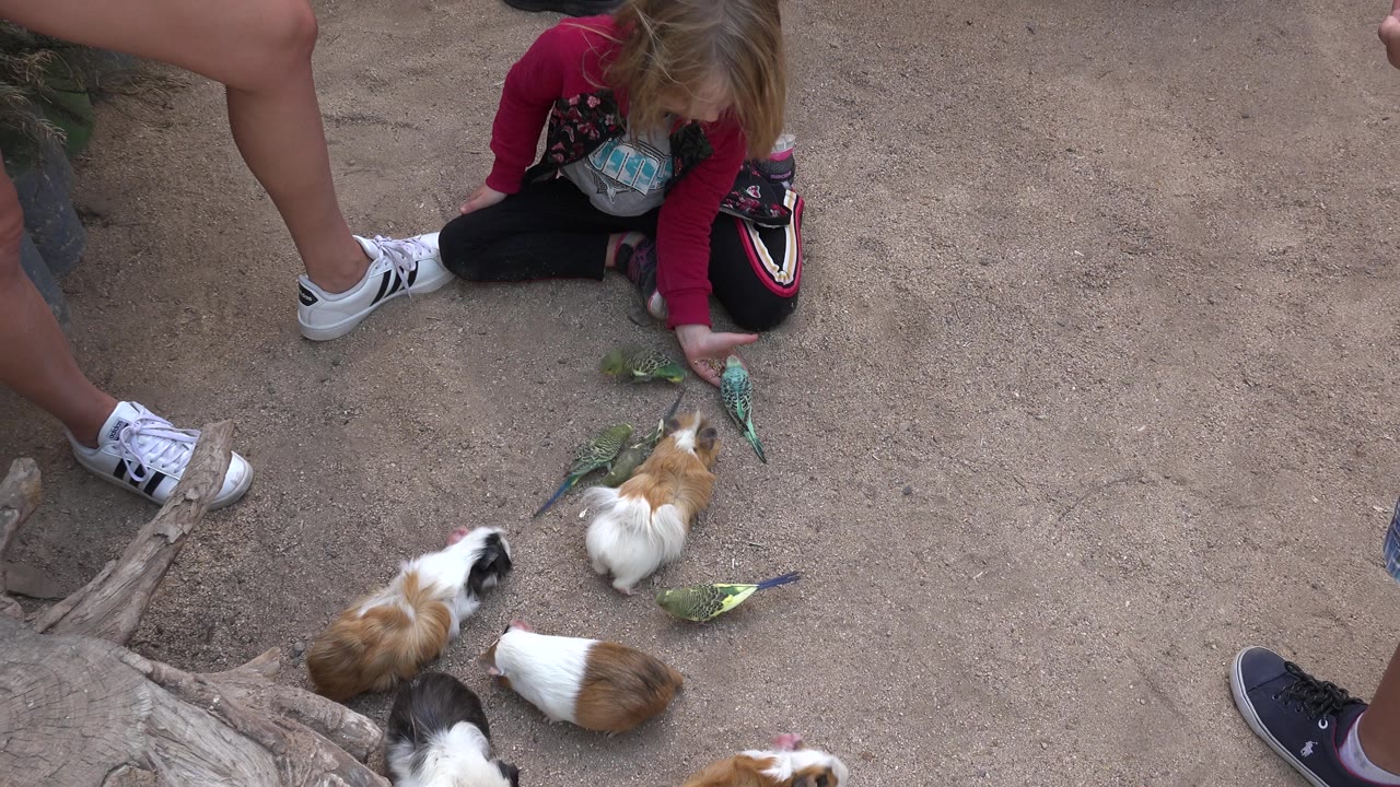 A child in a red sleeve sits on sandy ground in Cabo San Lucas, Mexico, reaching toward small birds while adult legs and shoes edge into the frame.