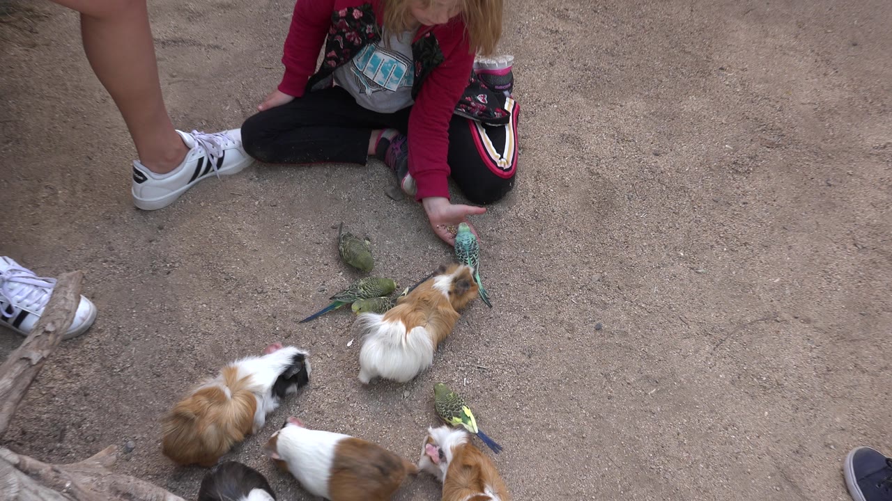 Birds gather near a seated child and nearby shoes.