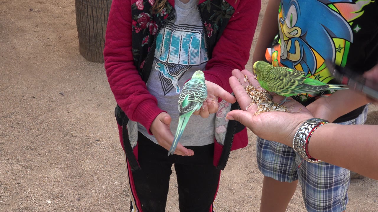 Two green and turquoise budgies perch on open hands with seed while children stand close behind them in Cabo San Lucas, Mexico.