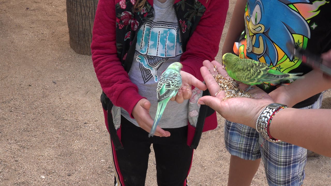 A turquoise budgie and a green budgie feed from cupped hands while children in casual clothes stand behind them in Cabo San Lucas, Mexico.