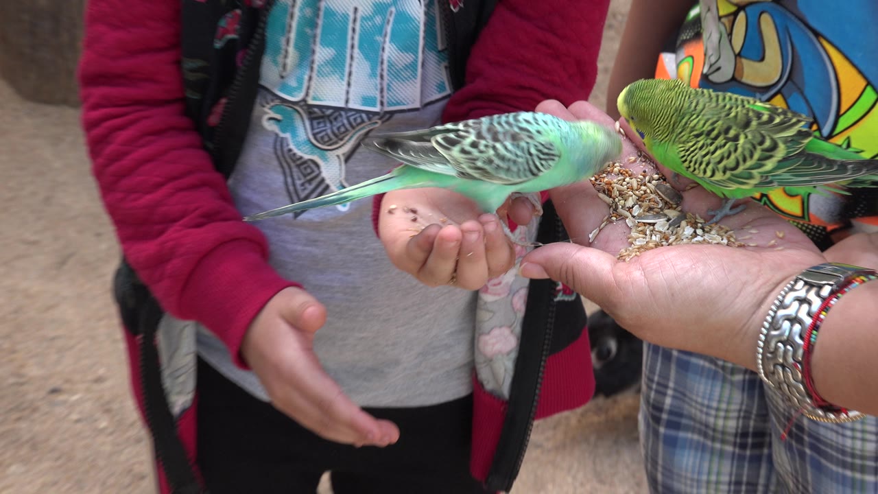 Close view of two budgies eating seed from a hand.