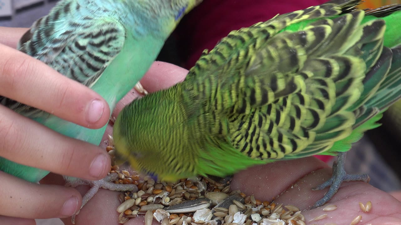 Green and blue birds feeding from hands filled with seed.