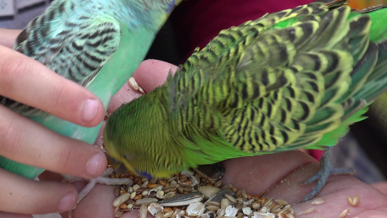 At 0:01 in Cabo San Lucas, Mexico, the green bird remains stretched across the hand while the blue bird is partly visible at the left edge near the seed, with no faces visible.
