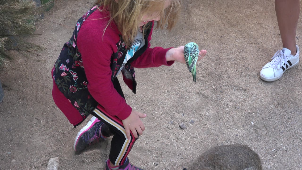 In Cabo San Lucas, Mexico, a young blonde girl crouches on sandy ground while a small green-and-blue bird hovers or perches near her outstretched hand, with an adult sneaker cropped at the edge.