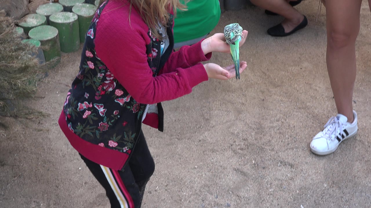 Girl stands and holds a small bird at hand level near adult legs.