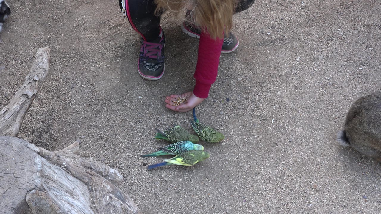 A child in a red sleeve bends over sandy ground in Cabo San Lucas as small green and blue birds gather near a piece of pale driftwood.
