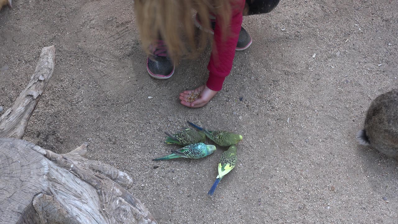 Birds feed beside a child's outstretched hand.