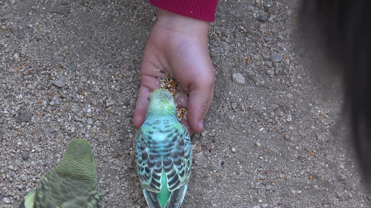 Two small birds near a hand holding seed on gravel.