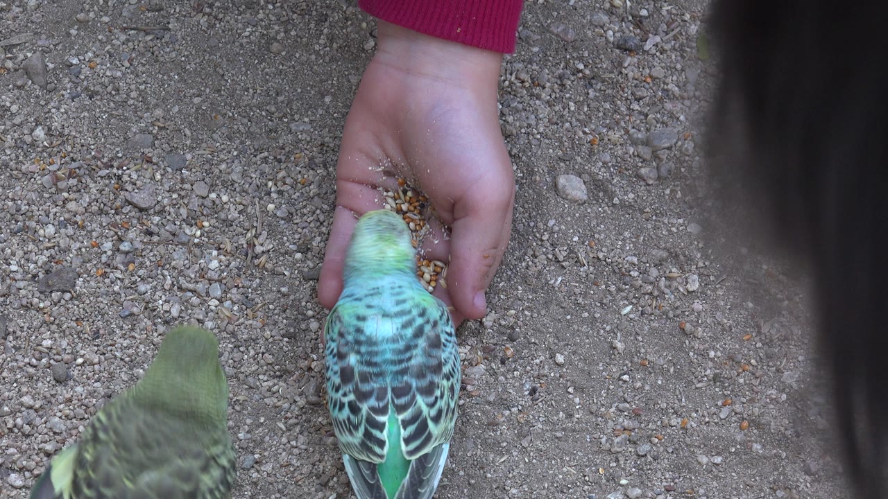 A turquoise bird stands close to an open hand holding seed while a green bird approaches from the lower left on gravel in Cabo San Lucas, Mexico.