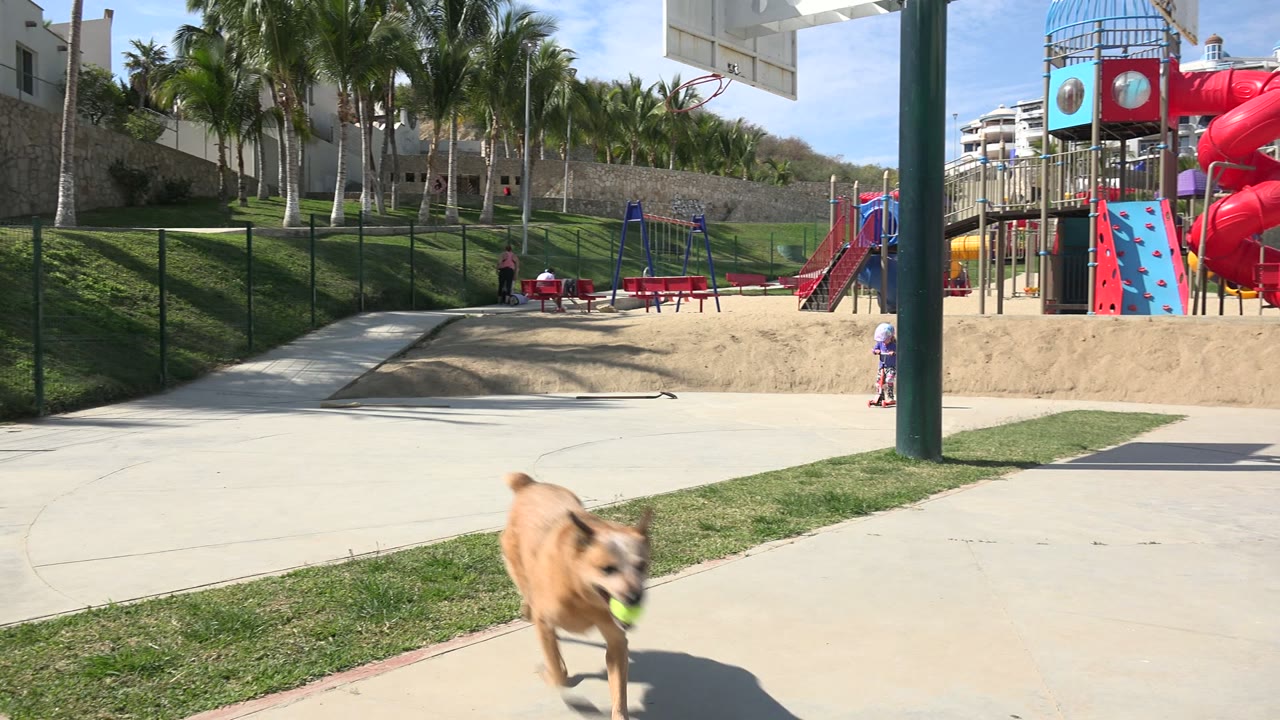 In Los Cabos, Mexico, a tan dog runs close to the foreground while a helmeted child rides near a red playground, with palm trees, grass, and buildings behind them.