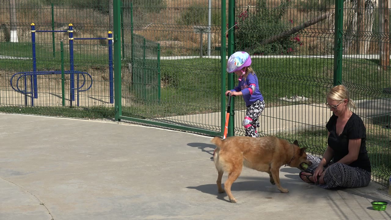 In Los Cabos, Mexico, a helmeted child stands on an orange scooter while a tan dog passes in front of a seated adult near green park fencing.