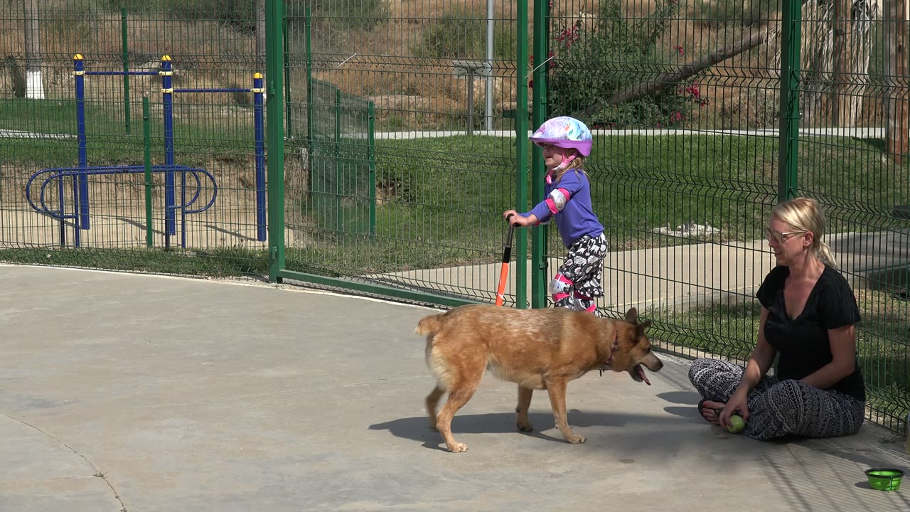 In Los Cabos, Mexico, the child rolls forward on the orange scooter while the tan dog walks across the middle of the paved park scene near the seated adult.