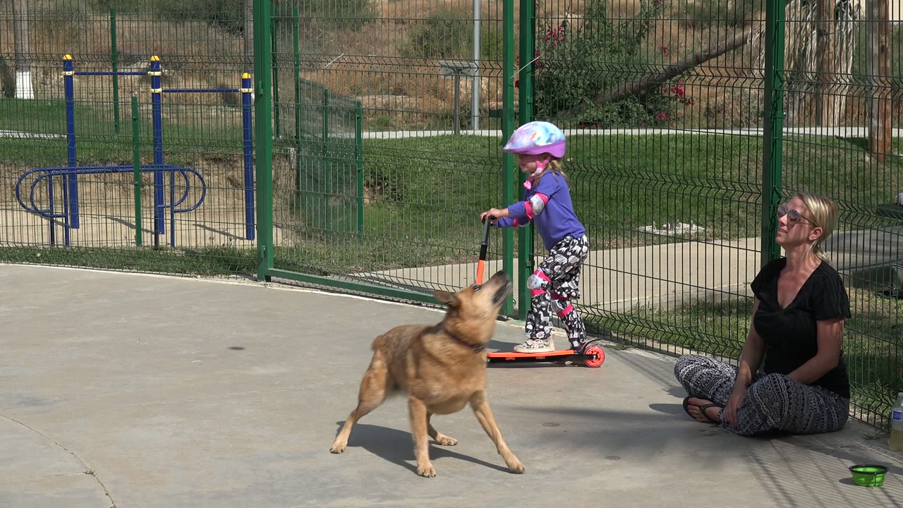 Dog turns toward a child on a scooter with an adult seated nearby.