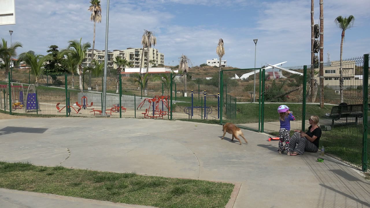 In Los Cabos, Mexico, the child in a purple helmet and the seated woman remain beside the grass as the tan dog walks farther left across the open concrete path.